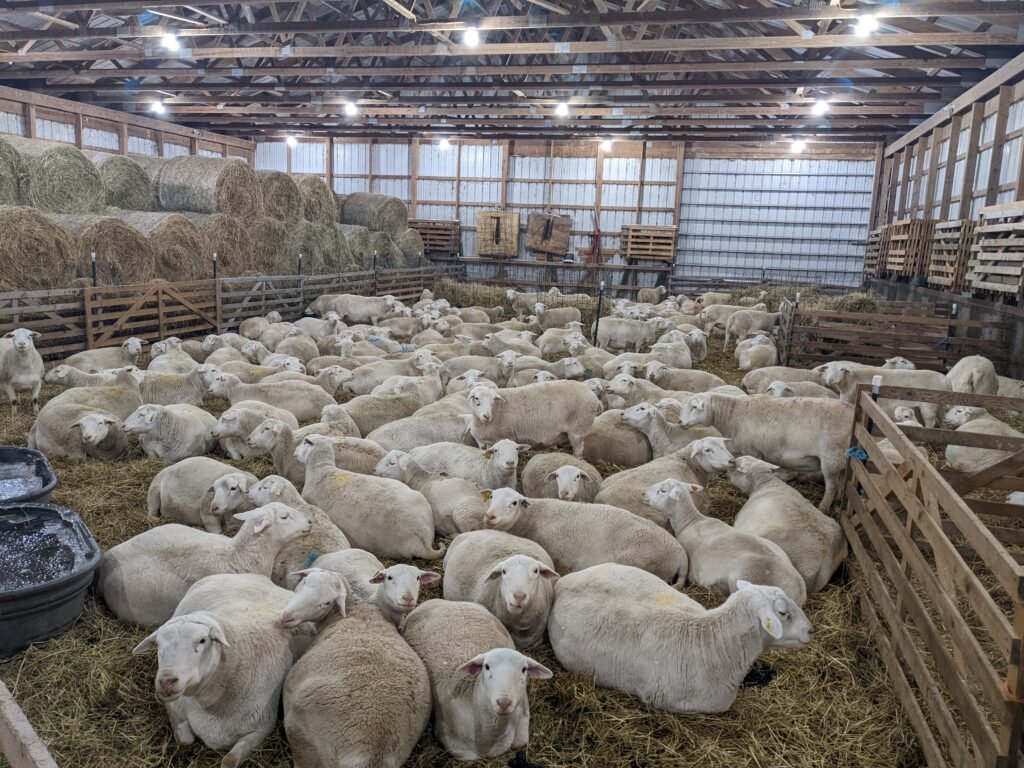 White Dorper Sheep Calm Disposition