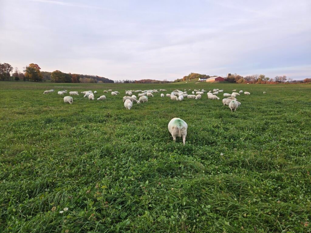 White Dorper Sheep Grazing