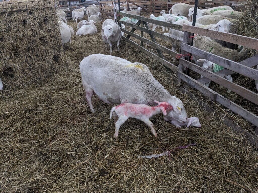 White Dorper Ewe Great Mothering