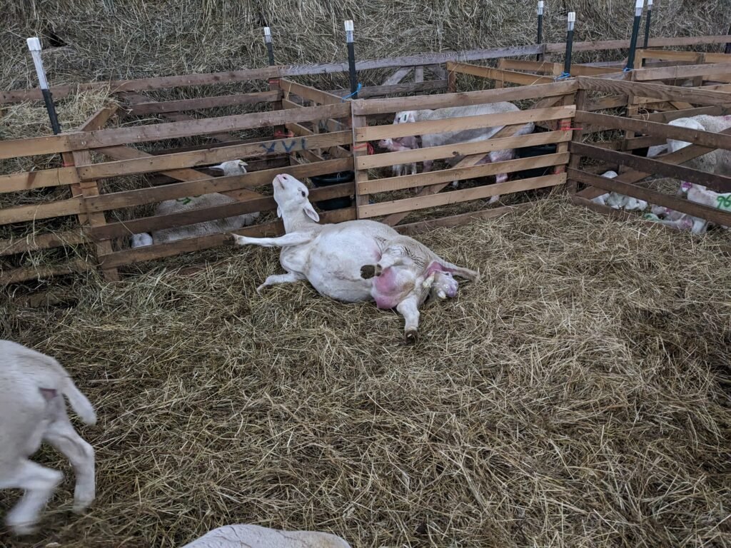 White Dorper Sheep Easy Lambing