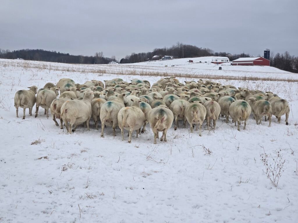 Meaty White Dorper Sheep