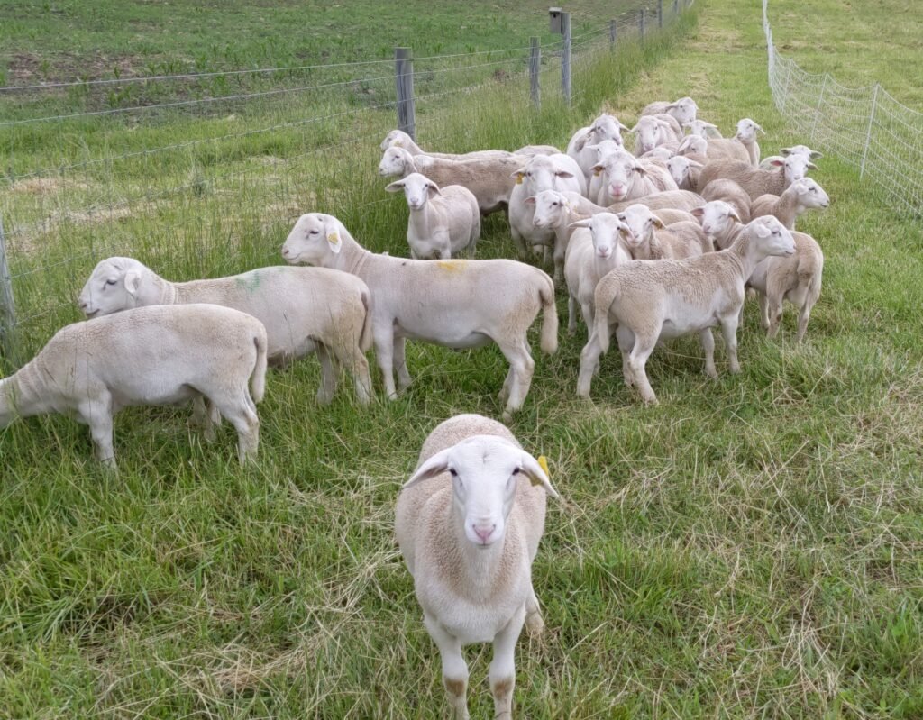 White Dorper Ram Lambs