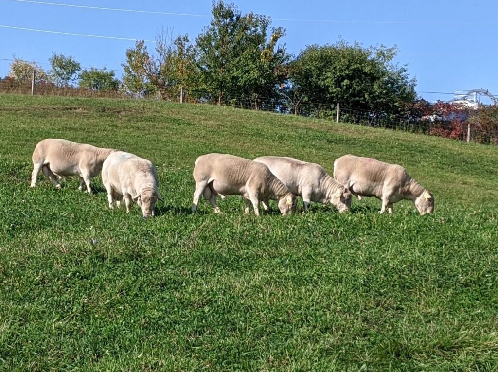 White Dorper Rams