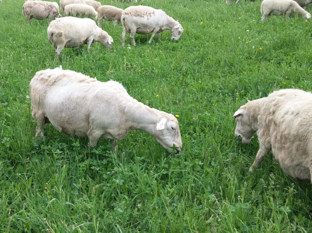 White Dorper Sheep Shedding