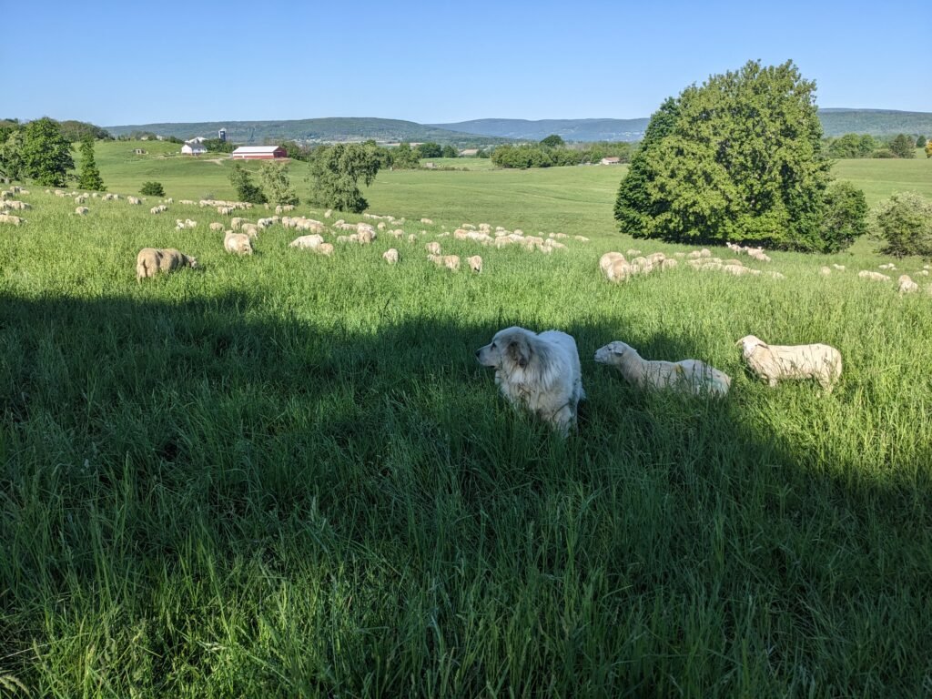 White Dorper Sheep Grazing