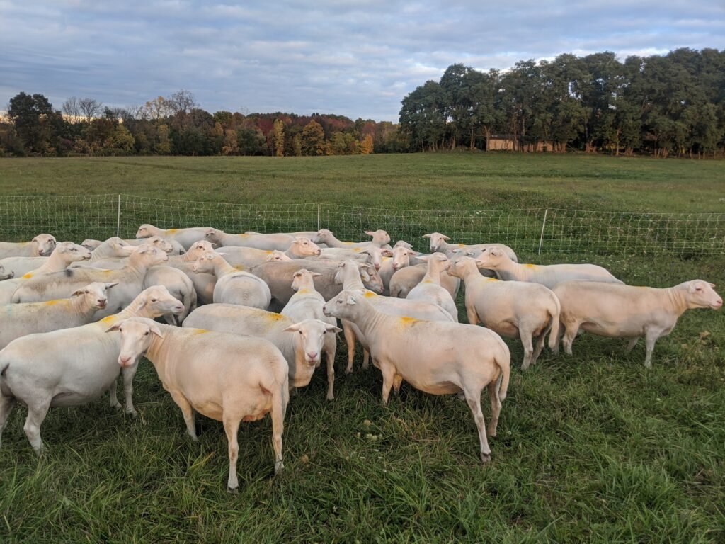 White Dorper Ewes