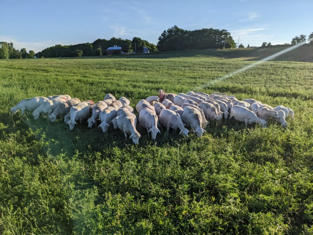 White Dorper Sheep Grazing