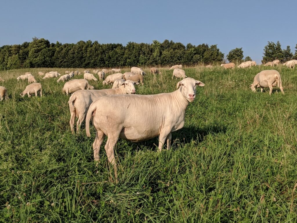 Good Looking White Dorper Ewe